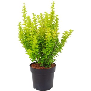 Berberitze 'Maria' im Topf, goldgelbes Laub. Berberis für Garten & Beet.
