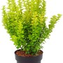 Berberitze 'Maria' im Topf, goldgelbes Laub. Berberis für Garten & Beet.
