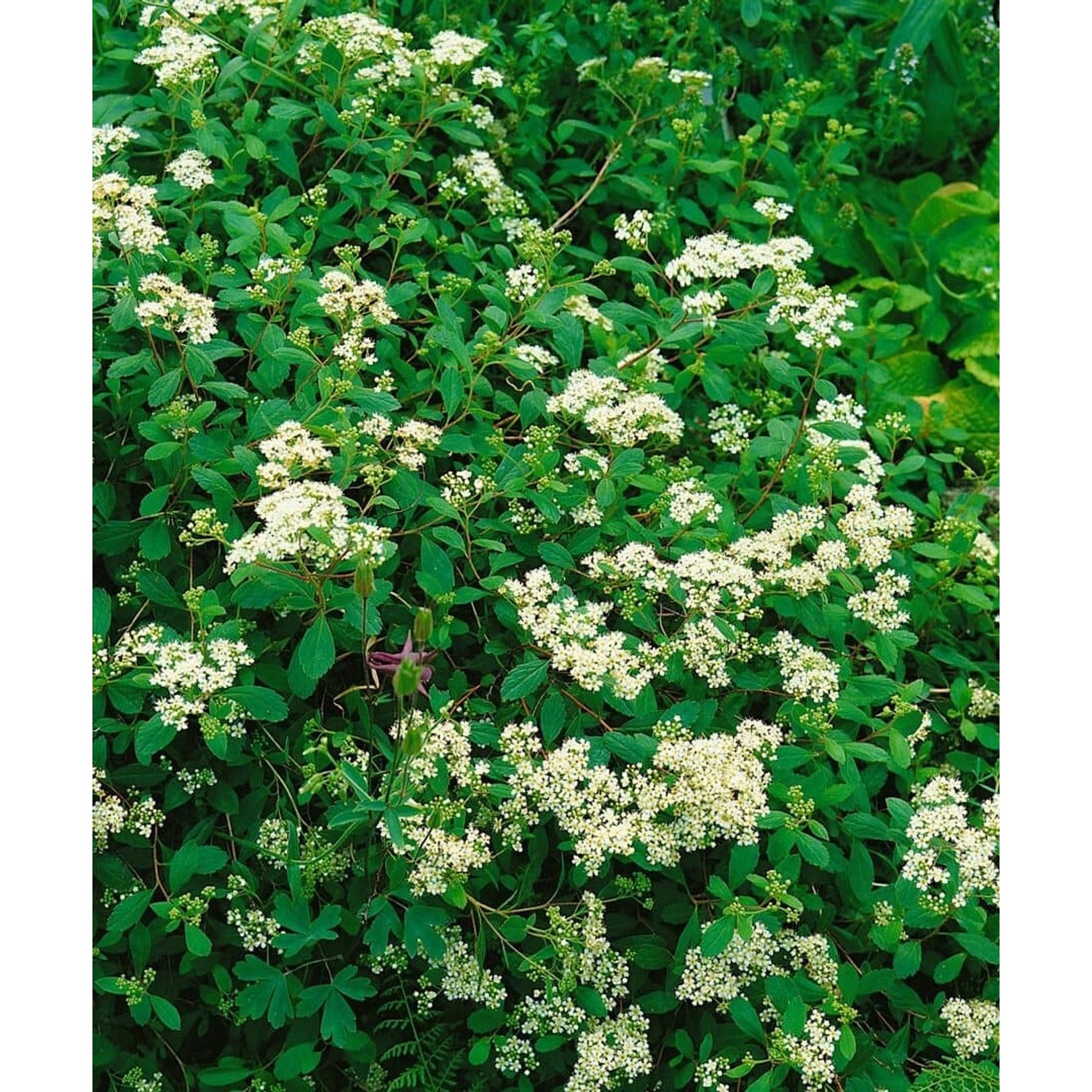 Spiraea Decumbens Kriech-Spiere Weiß 30–40 cm günstig online kaufen