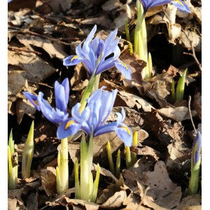 Nahaufnahme: Winteriris Alida (Iris reticulata) mit blauen Blüten und gelben Akzenten zwischen braunem Laub.