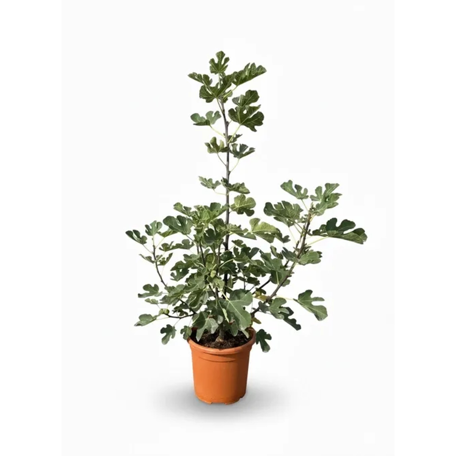 Sunny-Tree Ficus Carica Higuera Feigenbaum in Strauchform 18-Liter-Topf Kräftig & Gesund Ideal für Garten oder Balk...