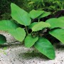 Dennerle Aquariumpflanze Anubias barteri var. Nana mit grünen Blättern im Aquarium.