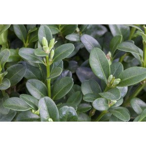 Detailaufnahme des Buxus sempervirens Rotundifolia, einer immergrünen Heckenpflanze mit dichten, grünen Blättern.