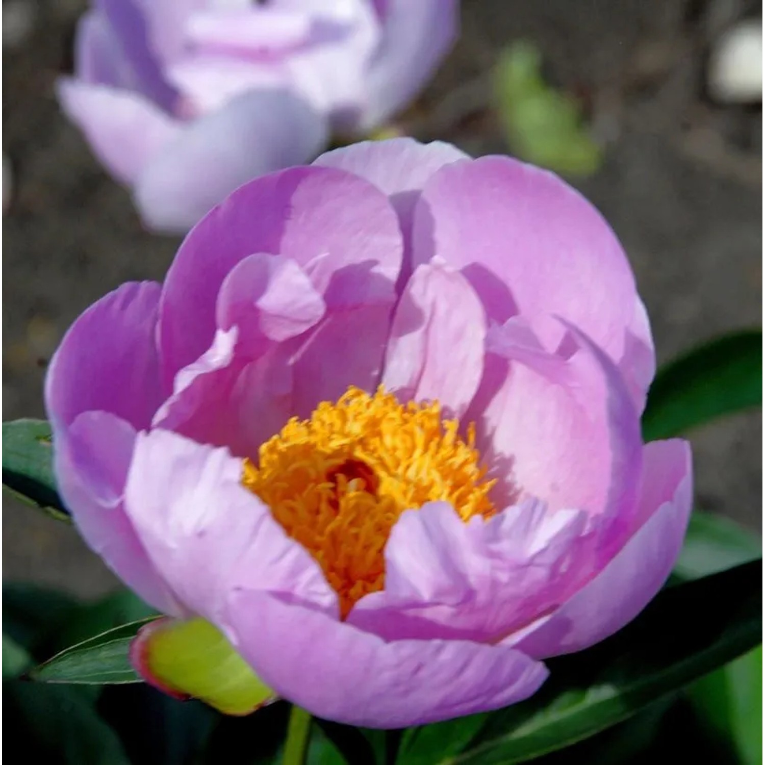 Edelpfingstrose Nymphe - Paeonia,actiflora