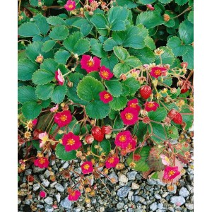 Blühende Erdbeerpflanze 'Lipstick' im 9x9 cm Topf mit roten Blüten und Früchten.