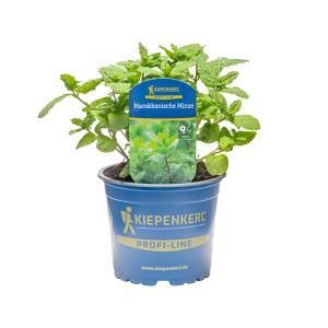 Kiepenkerl Marokkanische Minze im blauen Topf, ca. 12 cm Ø. Küchenkräuter für Tee und Küche.