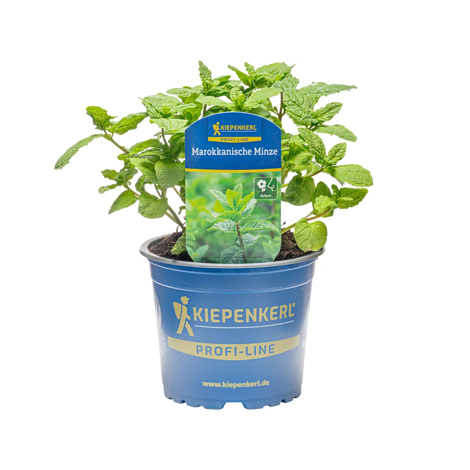 Kiepenkerl Marokkanische Minze Topf-Ø ca. 12 cm