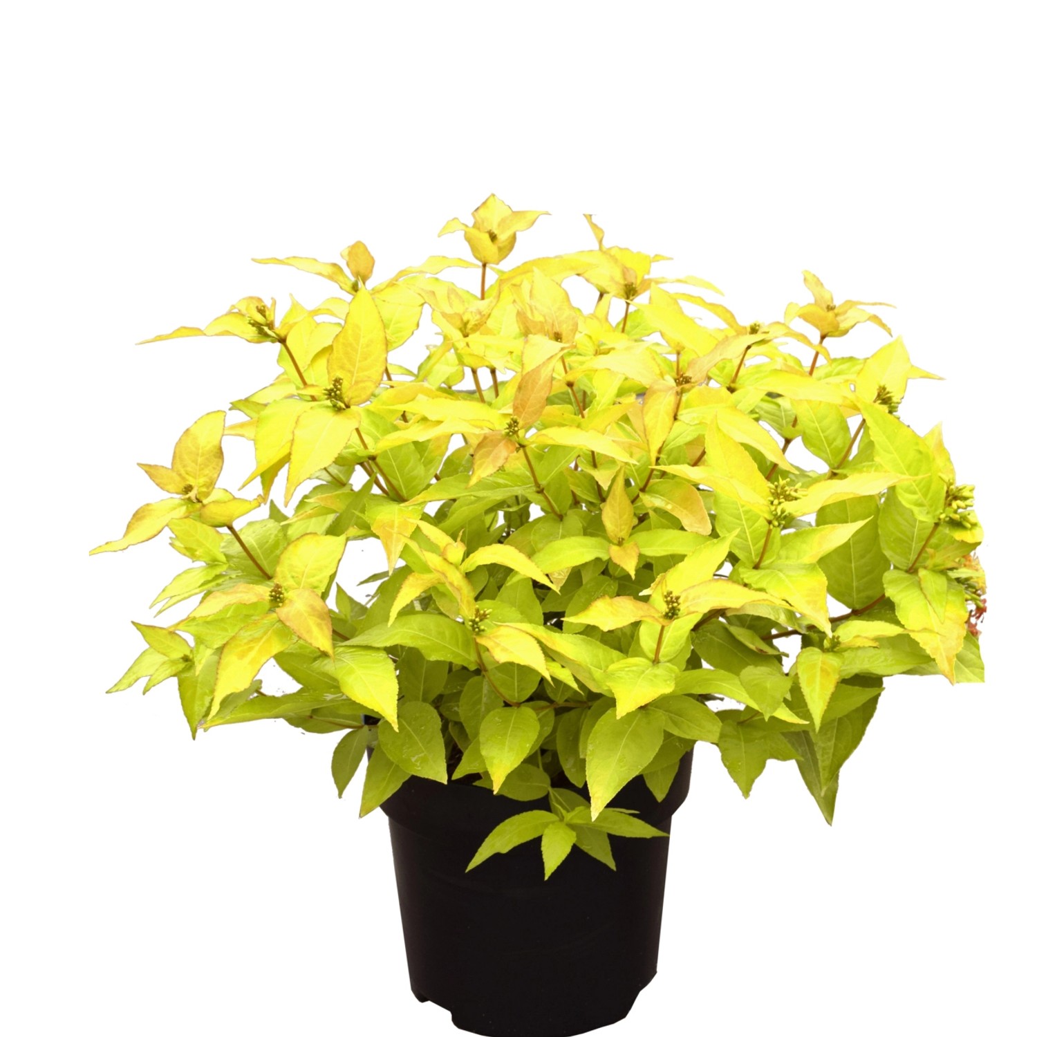 Amerikanische Weigelie Honeybee Höhe ca. 30-40 cm Topf ca. 6 l