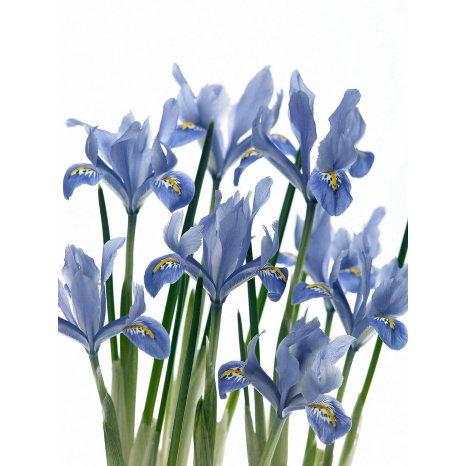Iris Reticulata Netzblattiris Alida Ca 9x9 cm Topf günstig online kaufen