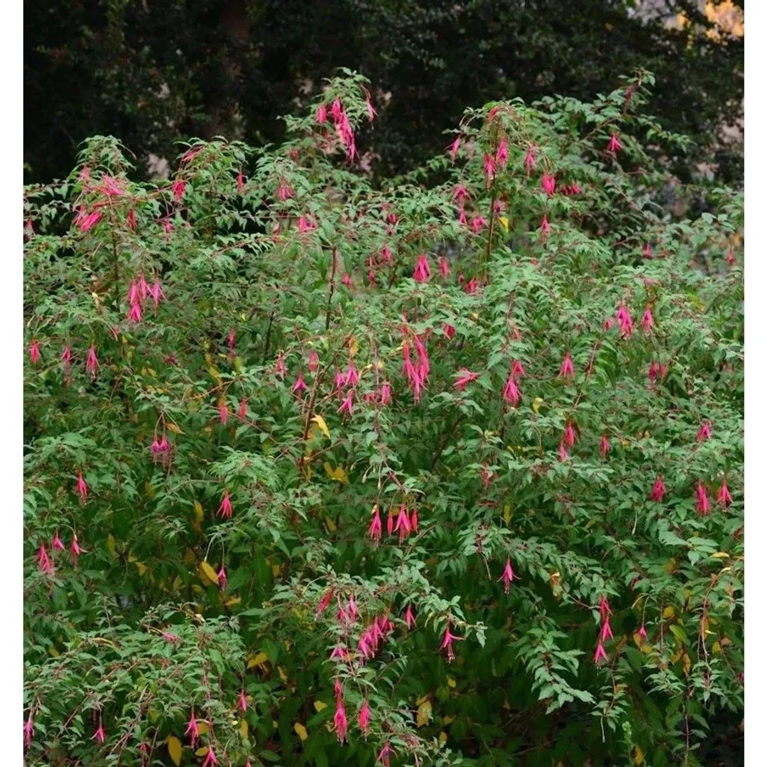 Kapfuchsie African Queen - Phygelius rectus