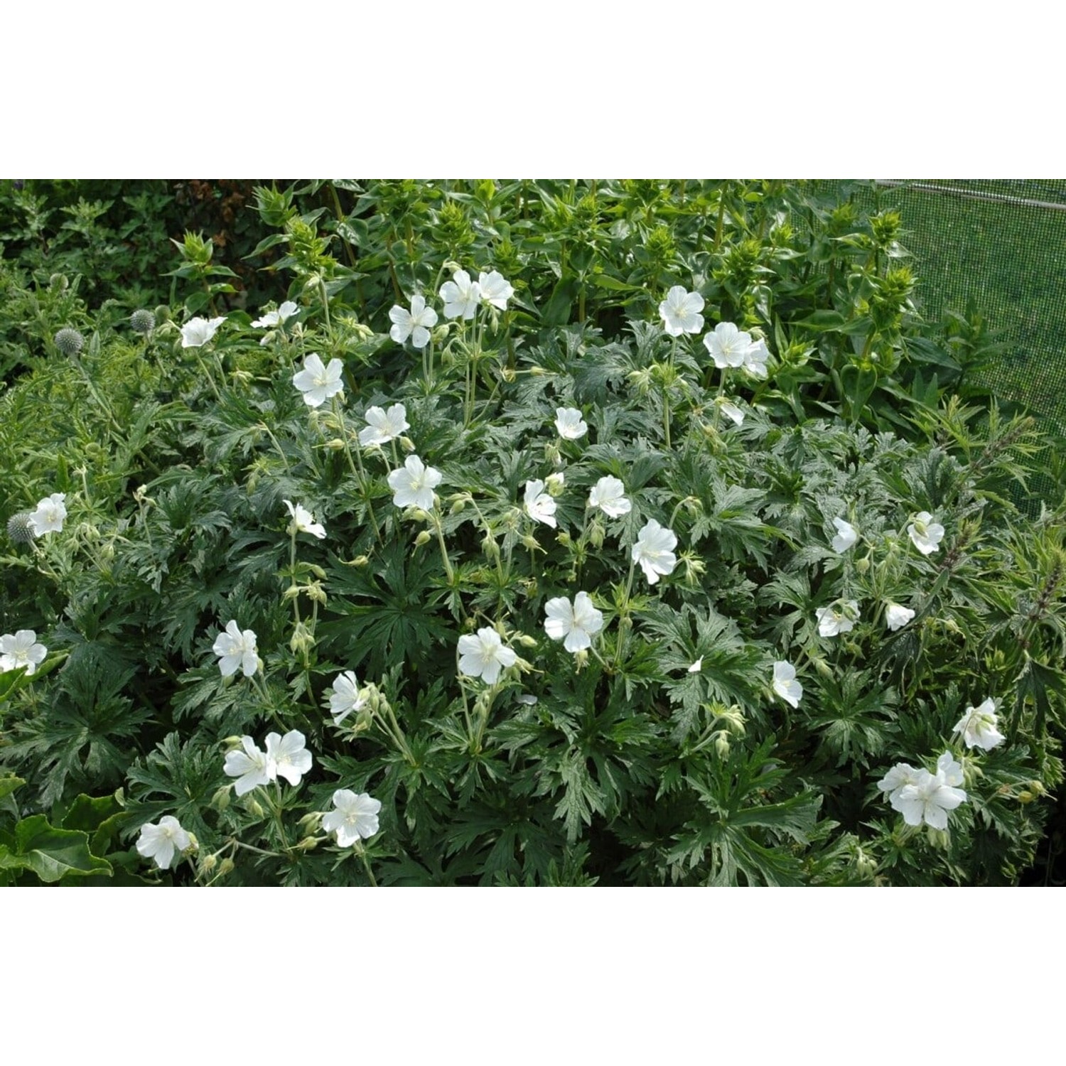 Geranium Maculatum Album Gefleckter Storchschnabel Ca. 9x9 cm Topf günstig online kaufen