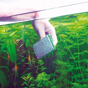 JBL Blanki Aquarium Scheibenreiniger im Einsatz zur Algenentfernung im Aquarium.