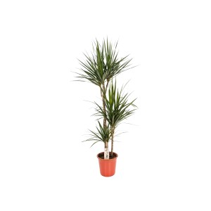 Drachenbaum (Dracaena marginata), ca. 115cm hoch im Topf. Blattschmuckpflanze für Innenräume.