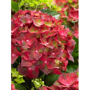 Nahaufnahme einer rosafarbenen Ballhortensie 'Magical Ruby Tuesday' im Topf. Bauernhortensie mit roten Blüten.