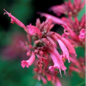 Nahaufnahme der rosafarbenen Blüten der Mexikanischen Agastache Red Fortune Staude.
