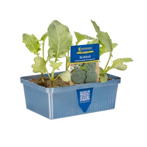 Kiepenkerl Brokkoli Jungpflanzen in 6er Schale.