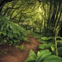 Komar Vlies Fototapete The Path (200x250 cm) mit Waldweg-Motiv für Wandgestaltung.
