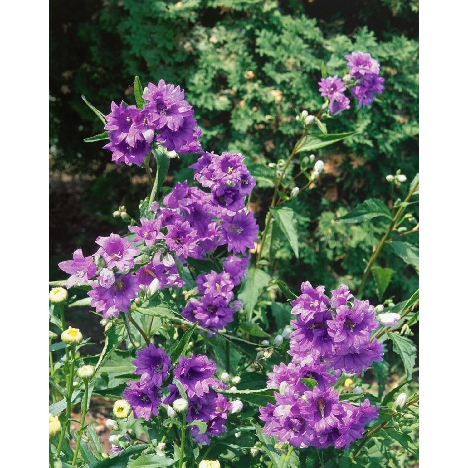Campanula Trachelium Nesselblättrige Glockenblume Ca. 9x9 cm Topf günstig online kaufen