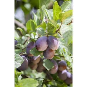 Nahaufnahme: Reife, dunkelblaue Herman Pflaumen am Baum mit grünen Blättern.