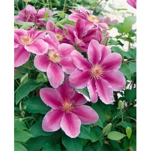 Rosa-weiße Clematis Bees Jubilee Kletterpflanze mit üppigen Blüten.