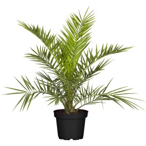 Kanarische Dattelpalme (Phoenix canariensis) im Topf, ca. 60-80 cm hoch. Blühende Kübelpflanze.