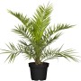 Kanarische Dattelpalme (Phoenix canariensis) im Topf, ca. 60-80 cm hoch. Blühende Kübelpflanze.