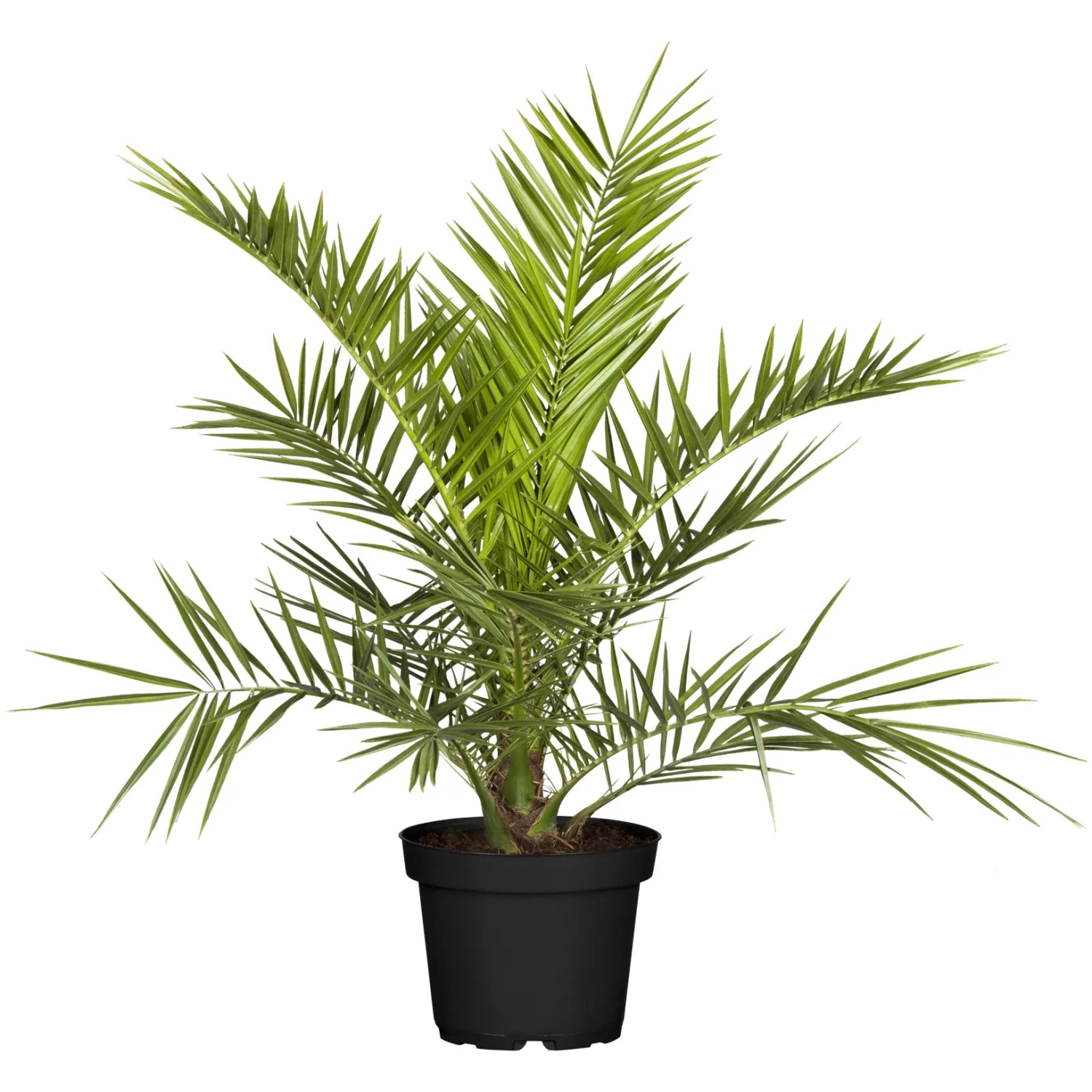 Kanarische Dattelpalme (Phoenix canariensis) im Topf, ca. 60-80 cm hoch. Blühende Kübelpflanze.