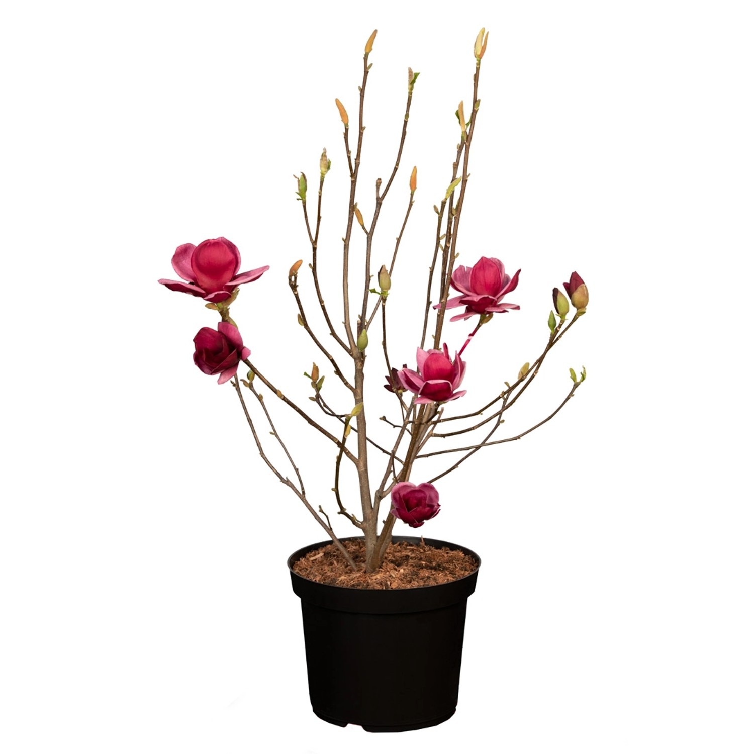 GROW by OBI Magnolie Genie Rot-Violett Höhe ca. 60 - 80 cm Topf ca. 6 l günstig online kaufen