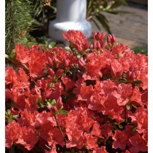 Orange Japanische Azalee (Rhododendron obtusum) mit vielen Blütenknospen.