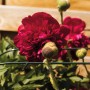 Bellissa Annabelle Pflanzenstütze mit roter Pfingstrose im Garten.
