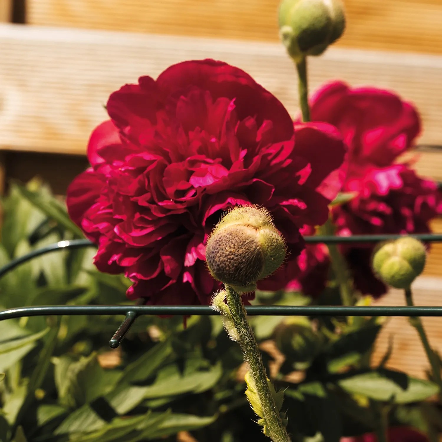 Bellissa Annabelle Pflanzenstütze mit roter Pfingstrose im Garten.