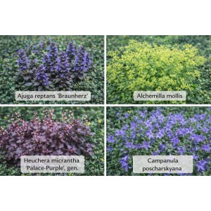 Themenset Schattenkünstler: 12 Stauden für Schattenbeete mit Ajuga, Alchemilla, Heuchera und Campanula.