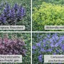 Themenset Schattenkünstler: 12 Stauden für Schattenbeete mit Ajuga, Alchemilla, Heuchera und Campanula.
