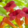 Leuchtend rote Trompetenblüten der Campsis Radicans Flamenco Kletterpflanze, Nahaufnahme.
