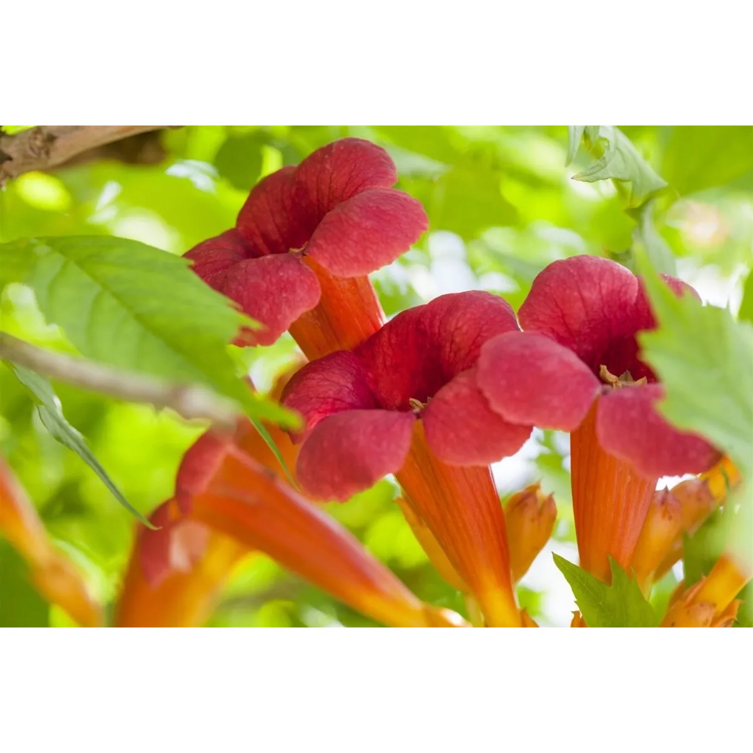 Leuchtend rote Trompetenblüten der Campsis Radicans Flamenco Kletterpflanze, Nahaufnahme.