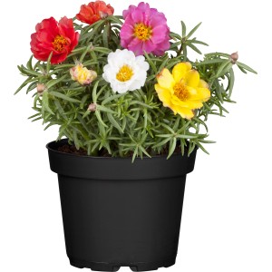 Portulakröschen im Topf mit bunten Blüten (rot, gelb, pink, weiß). Hängepflanze für sonnige Standorte.