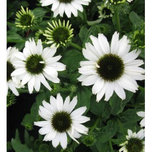 Sonnenhut Jade - Echinacea purpurea