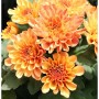 Nahaufnahme der Winteraster Mandarin (Chrysanthemum hortorum) mit orangefarbenen Blüten.