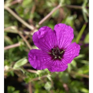Storchenschnabel Giuseppii - Geranium cinereum