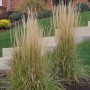 6 x Reitgras 'Karl Foerster' Calamagrostis × acutiflora Topf 9cm Auffällige Ähren