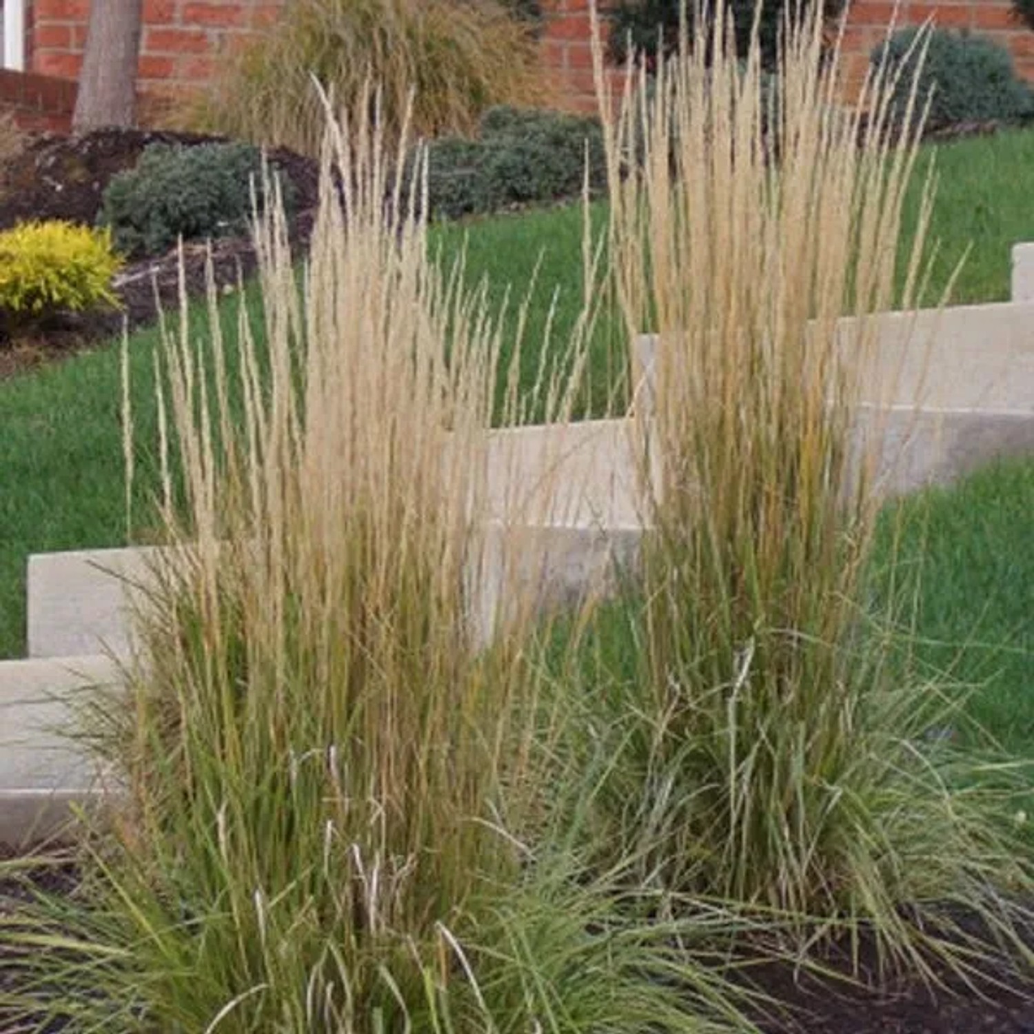 6 x Reitgras 'Karl Foerster' Calamagrostis × acutiflora Topf 9cm Auffällige Ähren