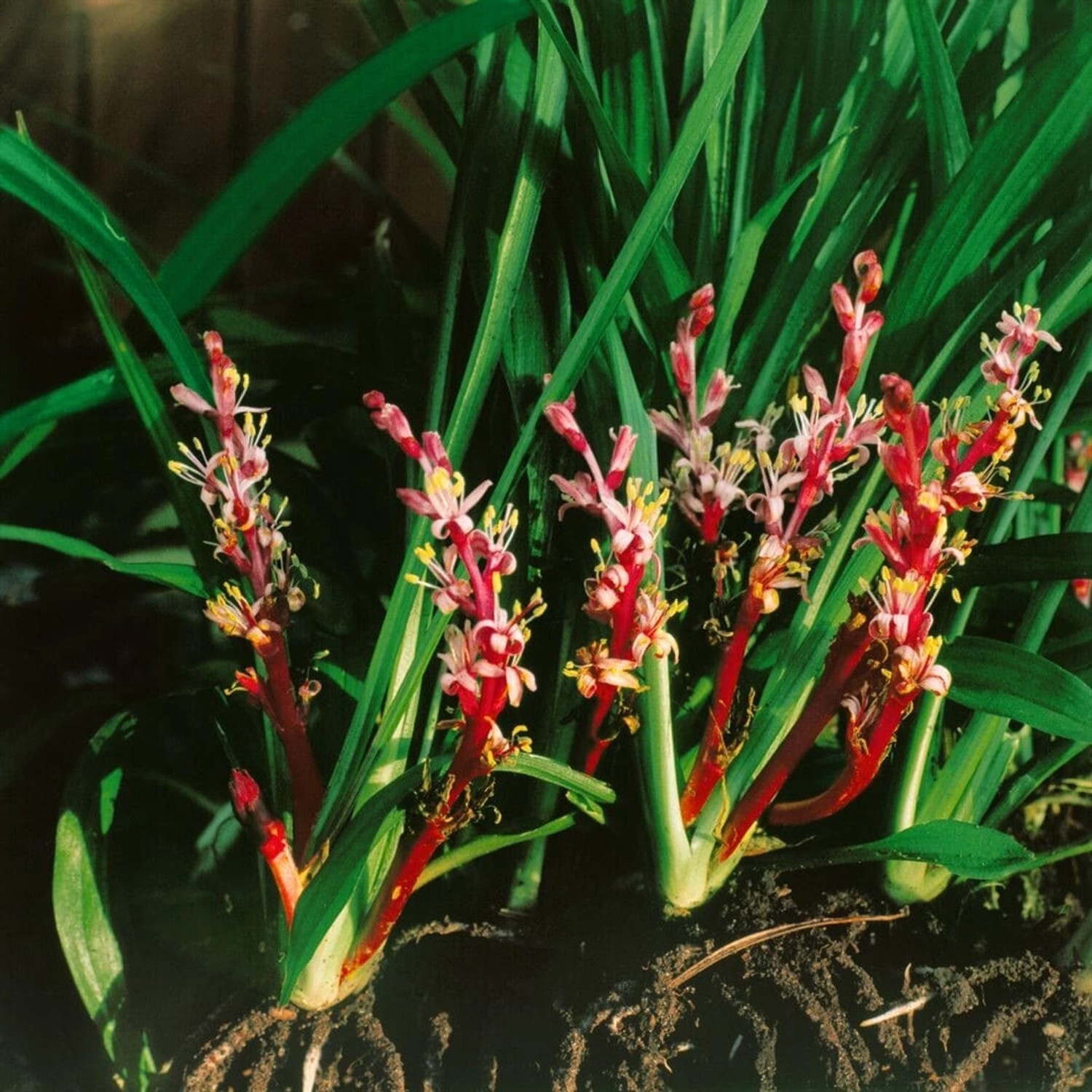 Reineckea Carnea Rosa Blüten Ca. 9x9 cm Topf günstig online kaufen