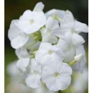 Hohe Flammenblume Rembrandt - Phlox paniculata