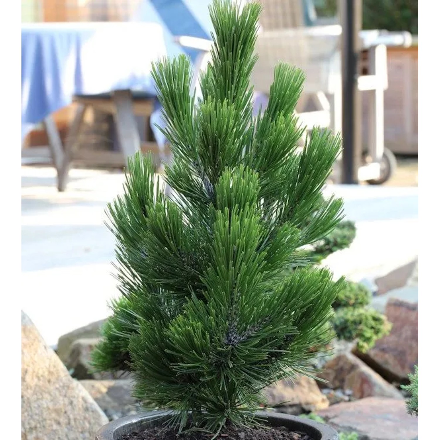 Zwerg Schlangenhautkiefer Little Dracula 40-50cm - Pinus leucodermis