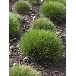 Frischer, grüner Bärenfell-Schwingel im 9 cm Topf, ideal für Steingärten.