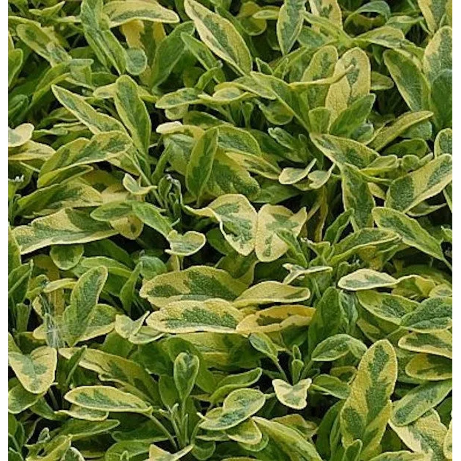 Echter Salbei Icterina - Salvia officinalis