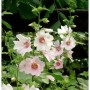 Buschmalve Barnsley (Lavatera Olbia) mit zarten, weißen Blüten und rosa Mitte, Nahaufnahme.