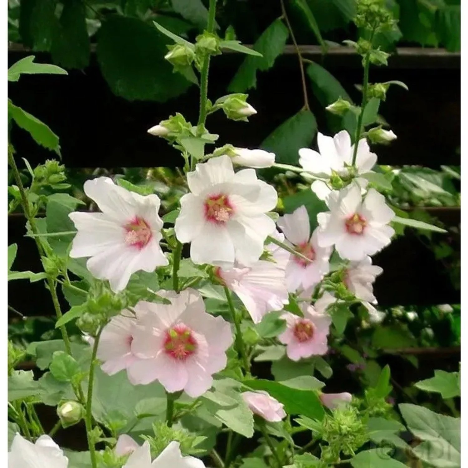 Buschmalve Barnsley (Lavatera Olbia) mit zarten, weißen Blüten und rosa Mitte, Nahaufnahme.
