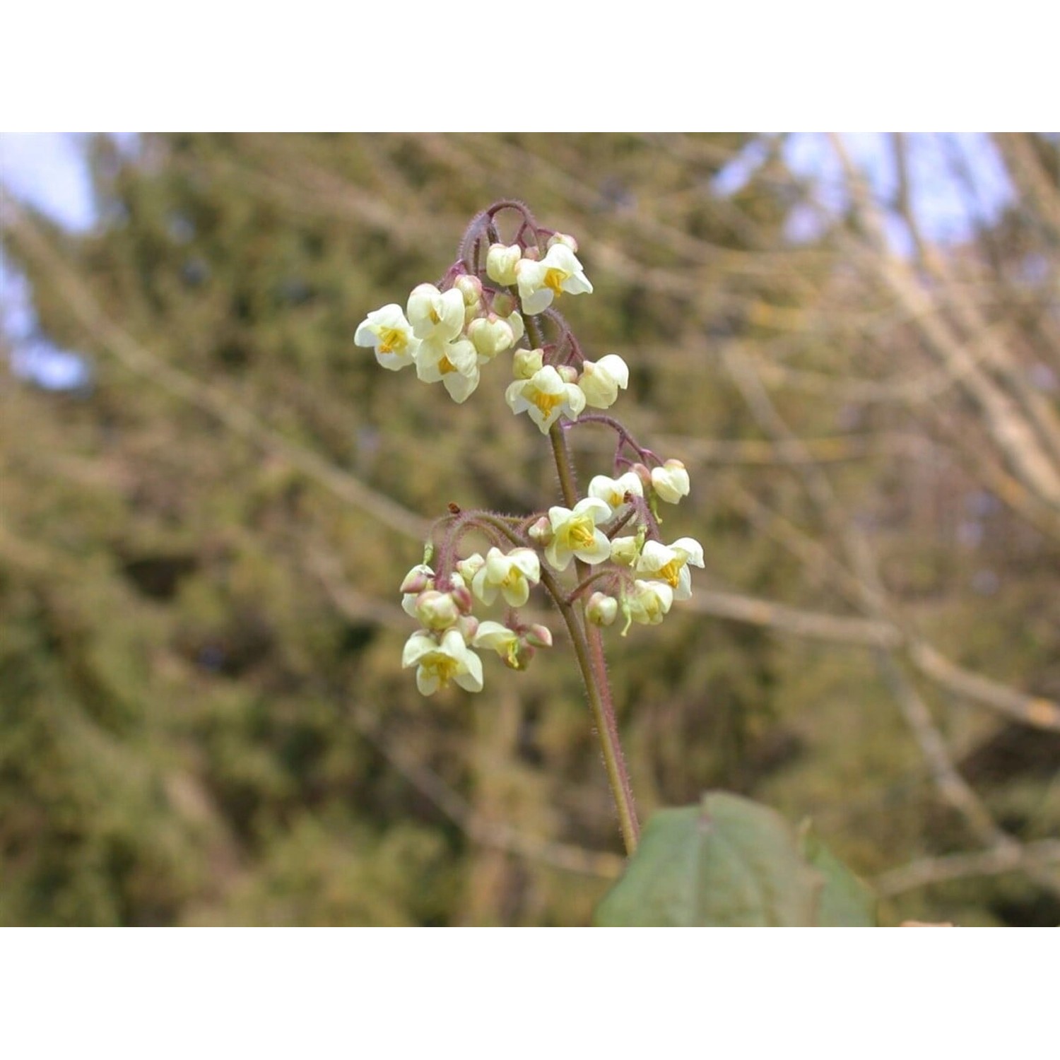 Epimedium Pubigerum Behaartes Elfenblume Ca. 9x9 cm Topf günstig online kaufen