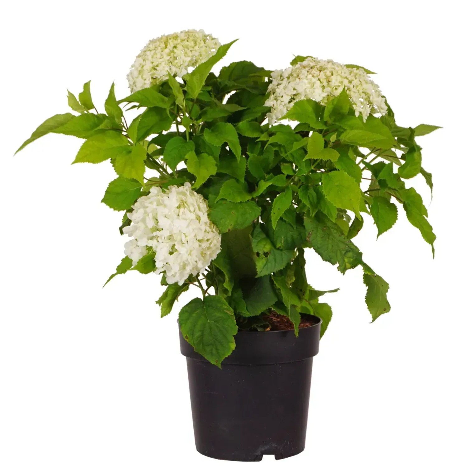 GROW by OBI Ball-Hortensie Annabelle H ca. 50-60cm Topf 6l Hydrangea arborescens